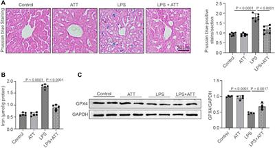 Artemisitene Alters LPS-Induced Oxidative stress, inflammation and Ferroptosis in Liver Through Nrf2/HO-1 and NF-kB Pathway